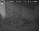 Capi_Dubne_20250622_013003.jpg