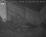 Capi_Dubne_20250622_013503.jpg