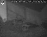 Capi_Dubne_20250622_014002.jpg