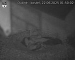 Capi_Dubne_20250622_015002.jpg