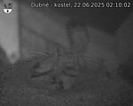Capi_Dubne_20250622_021002.jpg