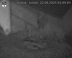 Capi_Dubne_20250622_030503.jpg