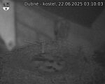 Capi_Dubne_20250622_031003.jpg