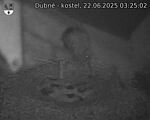 Capi_Dubne_20250622_032502.jpg