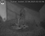 Capi_Dubne_20250622_035556.jpg