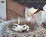 Capi_Dubne_20250622_044502.jpg
