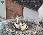 Capi_Dubne_20250622_050003.jpg