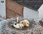 Capi_Dubne_20250622_050503.jpg