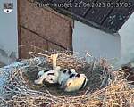Capi_Dubne_20250622_053503.jpg