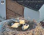 Capi_Dubne_20250622_054003.jpg