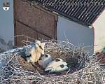 Capi_Dubne_20250622_062004.jpg