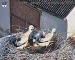 Capi_Dubne_20250622_063003.jpg