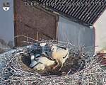 Capi_Dubne_20250622_063503.jpg