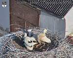 Capi_Dubne_20250622_064005.jpg