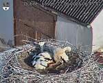 Capi_Dubne_20250622_064502.jpg