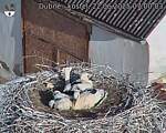 Capi_Dubne_20250622_070003.jpg