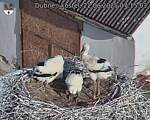 Capi_Dubne_20250622_071503.jpg
