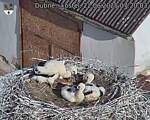 Capi_Dubne_20250622_072003.jpg