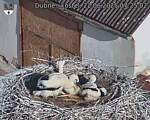Capi_Dubne_20250622_072502.jpg
