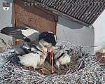 Capi_Dubne_20250622_073003.jpg