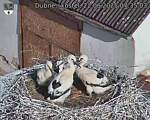 Capi_Dubne_20250622_073503.jpg