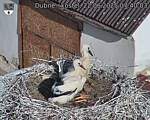 Capi_Dubne_20250622_074003.jpg