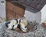 Capi_Dubne_20250622_075002.jpg