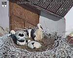 Capi_Dubne_20250622_075503.jpg