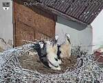 Capi_Dubne_20250622_080503.jpg