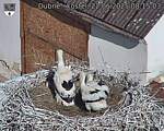 Capi_Dubne_20250622_081503.jpg
