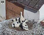 Capi_Dubne_20250622_082003.jpg