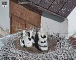Capi_Dubne_20250622_082503.jpg