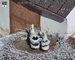 Capi_Dubne_20250622_083503.jpg