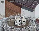 Capi_Dubne_20250622_085004.jpg