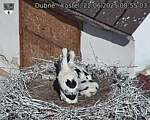 Capi_Dubne_20250622_085503.jpg