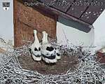 Capi_Dubne_20250622_090503.jpg