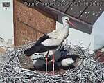 Capi_Dubne_20250622_102002.jpg