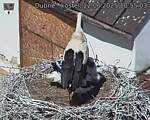 Capi_Dubne_20250622_105503.jpg