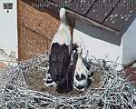 Capi_Dubne_20250622_110003.jpg