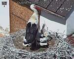 Capi_Dubne_20250622_110503.jpg