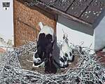 Capi_Dubne_20250622_111002.jpg