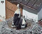 Capi_Dubne_20250622_112503.jpg
