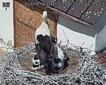Capi_Dubne_20250622_113503.jpg