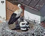 Capi_Dubne_20250622_115003.jpg