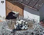 Capi_Dubne_20250622_122003.jpg