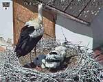 Capi_Dubne_20250622_122503.jpg