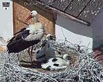 Capi_Dubne_20250622_123502.jpg