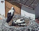 Capi_Dubne_20250622_124003.jpg