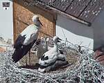 Capi_Dubne_20250622_124503.jpg