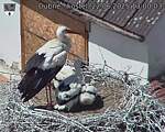 Capi_Dubne_20250622_130003.jpg